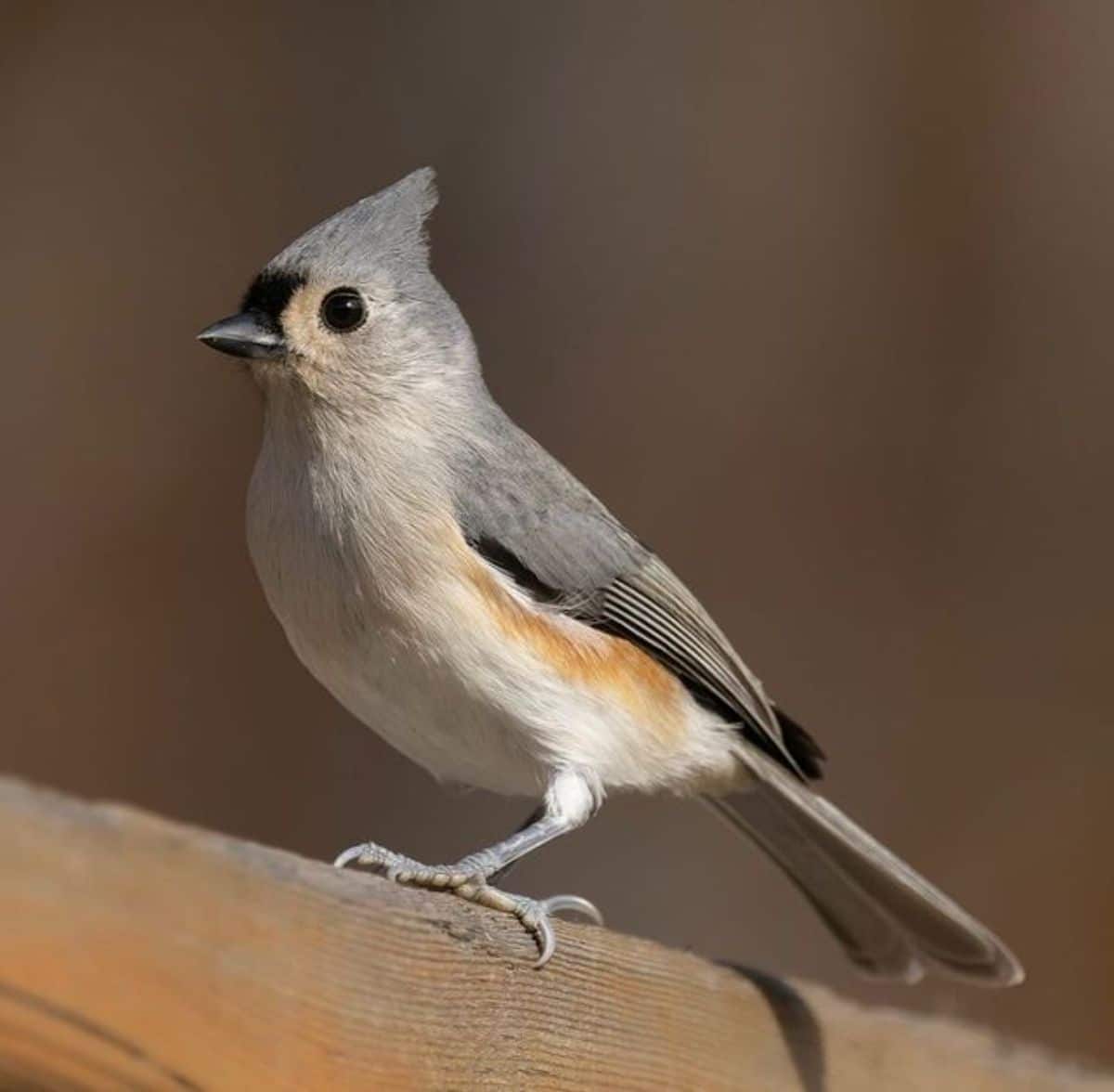 A cute Tufted Titmouse perched on a wooden board.