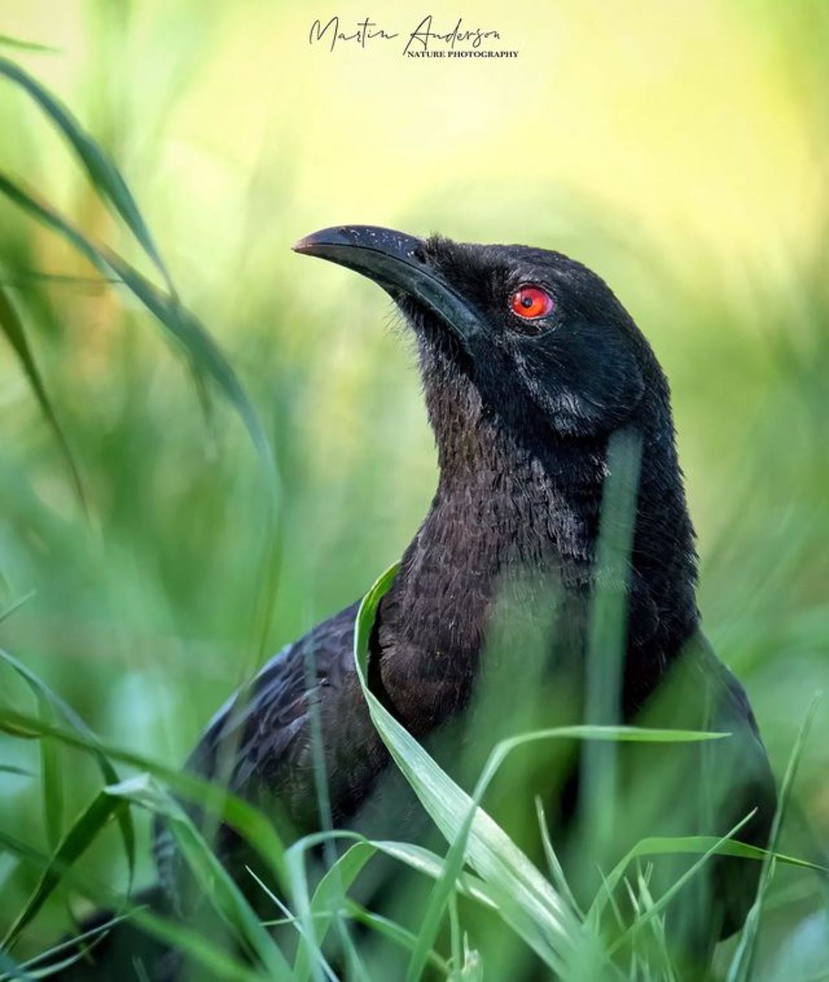 A beautiful White-Winged Chough in green grass.