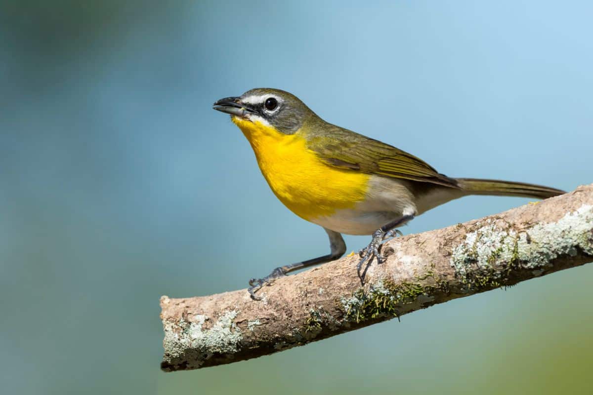 An adorable Yellow-Breasted Chat perched on a branch.