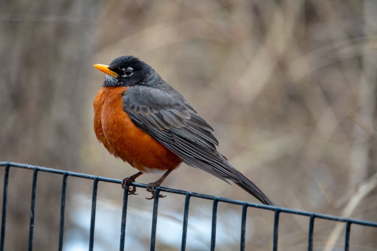 A beautiful American Robin perched on a metal fence.