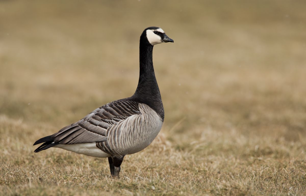 A beautiful Barnacle Goose standing tall in a meadow.