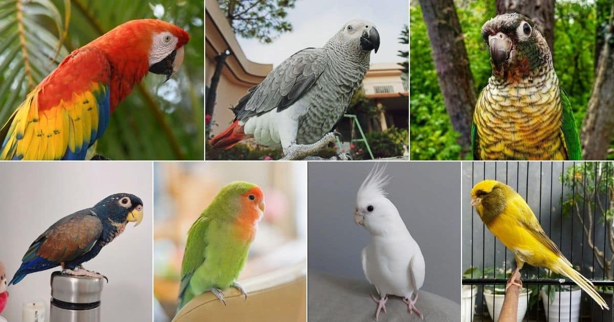 9 Birds That Are Super Easy to Train (With Photos) facebook image.