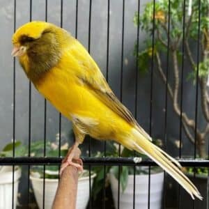 A beautiful Canary perched in a cage.
