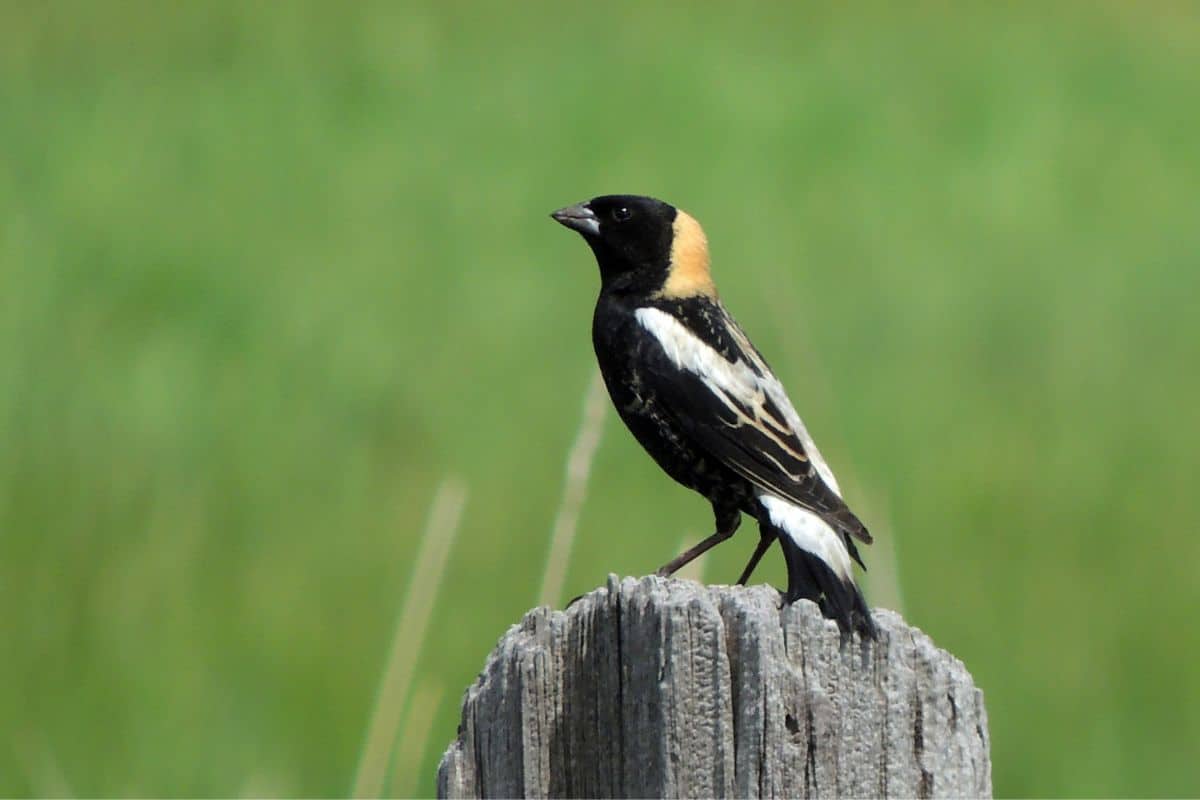 An adorable Bobolink perched on a wooden pole.