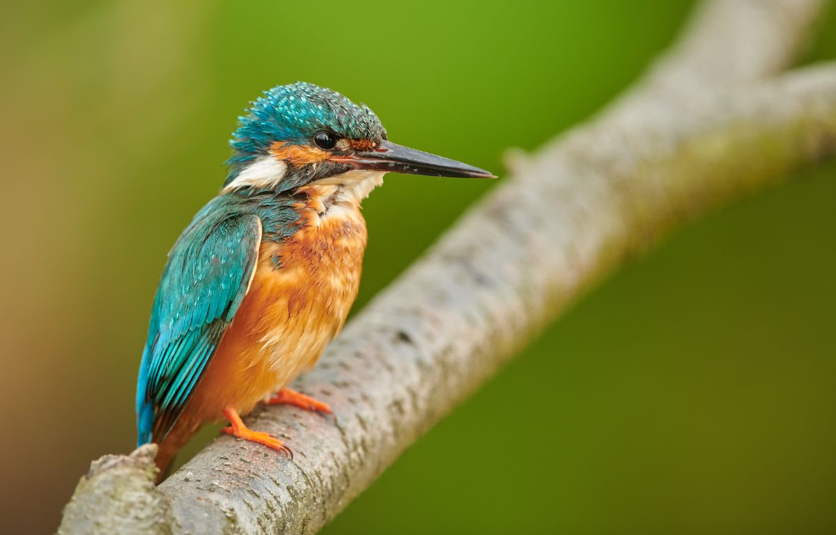An adorable Common Kingfisher perched on a branch.
