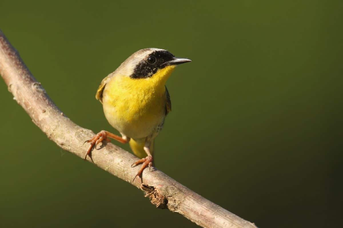 An adorable Common Yellowthroat perched on a branch.