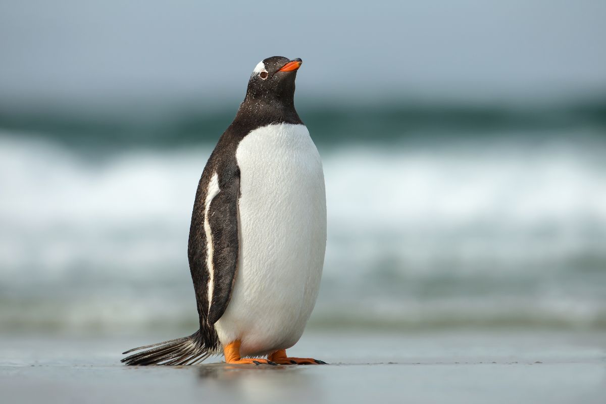 A beautiful Gentoo Penguin is standing on the shore.