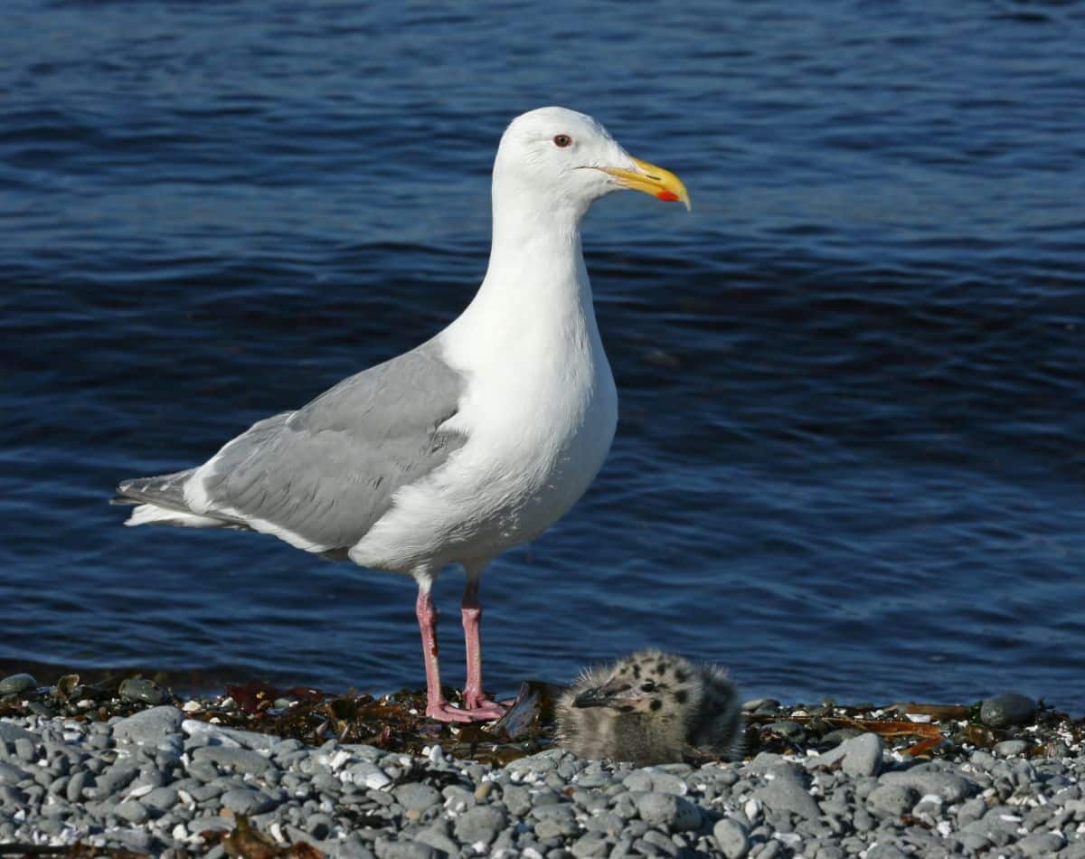 An adorable Glaucous Gull with a youngling on a shore.