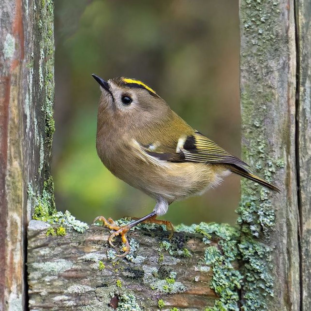 An adorable Goldcrest perched on a moss-covered wooden fence.