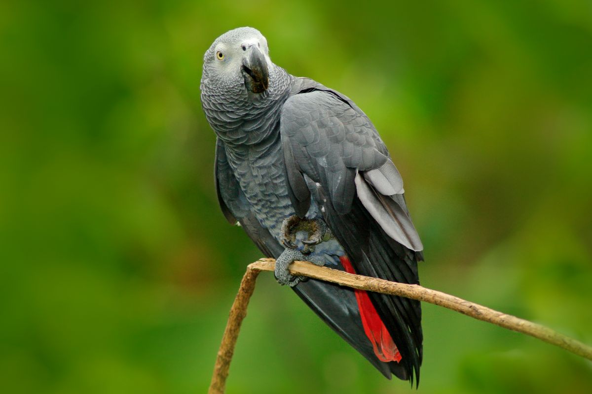 A beautiful Grey Parrot perched on a thin branch.