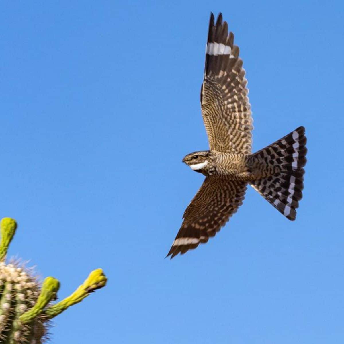 A flying Nighthawk over a cacti.
