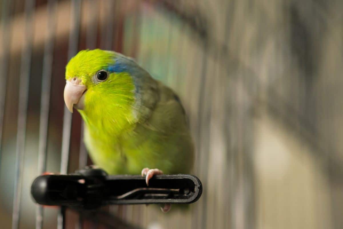 An adorable Parrotle perched in a cage.