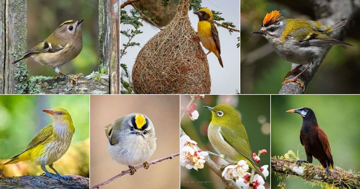 9 Photos of Birds That Build Nests Like A Pouch facebook image.
