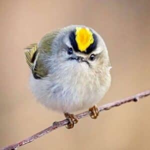 A cute Golden-Crowned Kinglet perched on a thin branch.