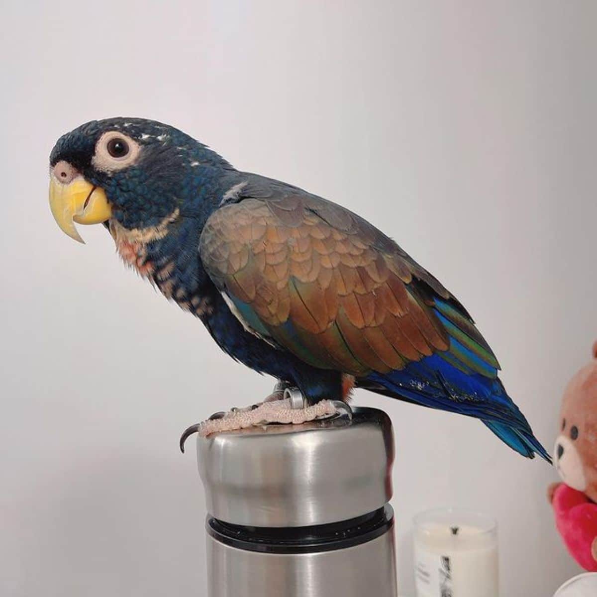 An adorable Pionus Parrot perched on a thermal flask.