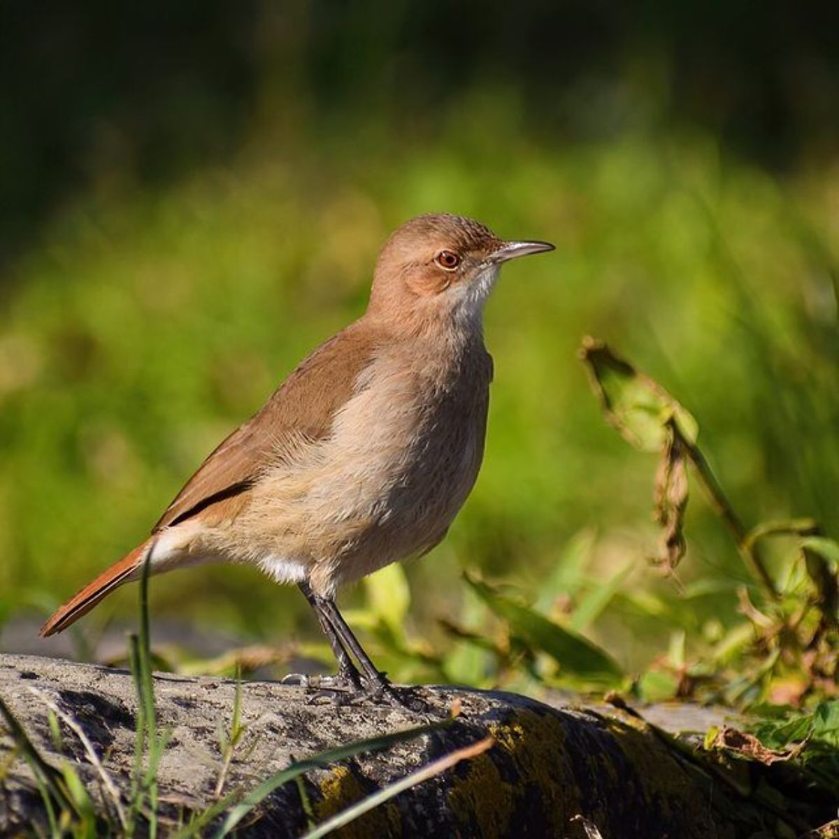 An adorable Rufous Hornero perched on a wooden log.