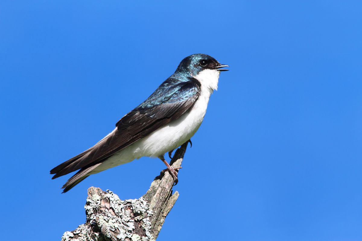 An adorable Tree Swallow perched on an old branch.