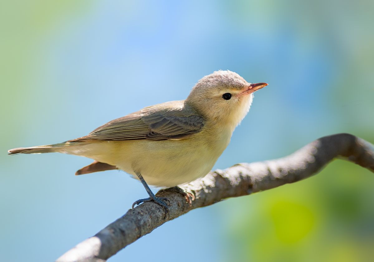 An adorable Warbling Vireo perched on a branch.