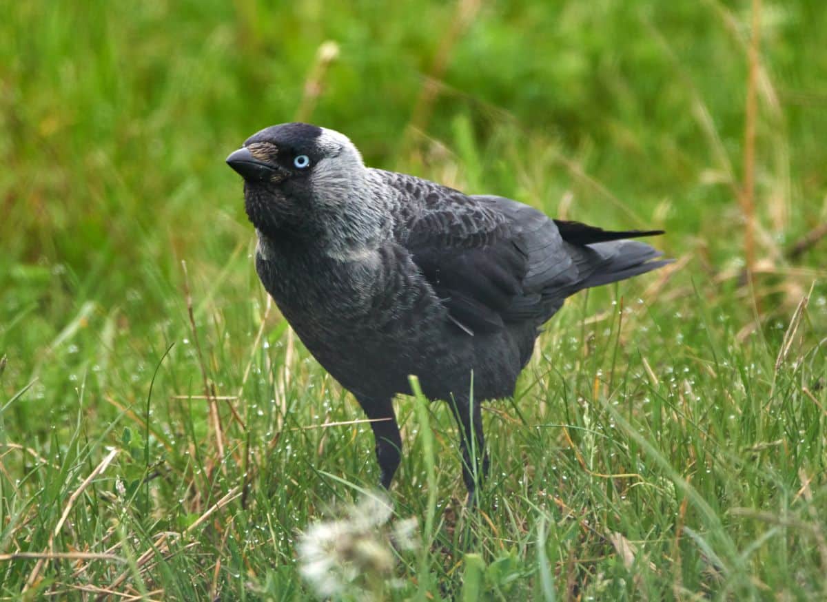 An adorable Western Jackdaw is standing on a meadow.