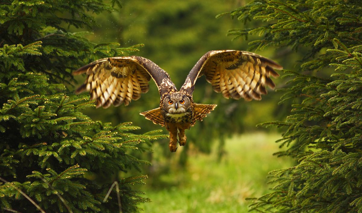 A beautiful flying owl in a forest.