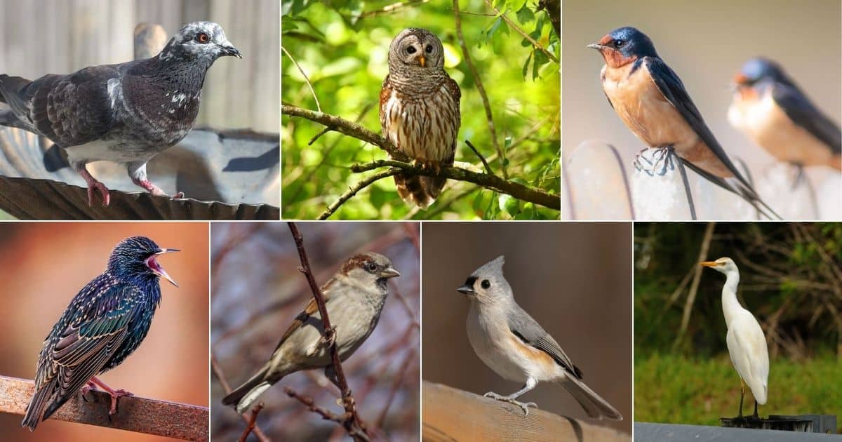 These Are 11 Birds That Nest in Your Chimneys (Tips & Photos) facebook image.