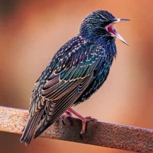 A chirping Common Starling perched on a metal fence.