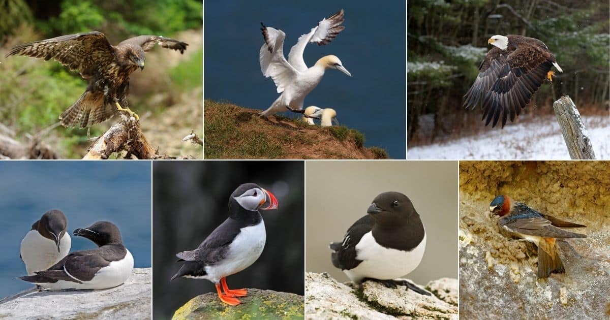 These Are 11 Stunning Birds That Nest On Cliffs (Photos Included) facebook image.