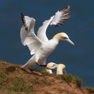 A beautiful Northern Gannet landing on a cliff.