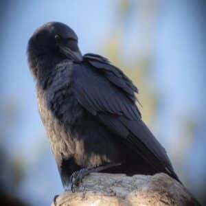 A beautiful black crow perched on a branch.